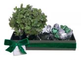 Caixa Verde com Dinheiro em Penca e Chocolate Tchocolath (M)