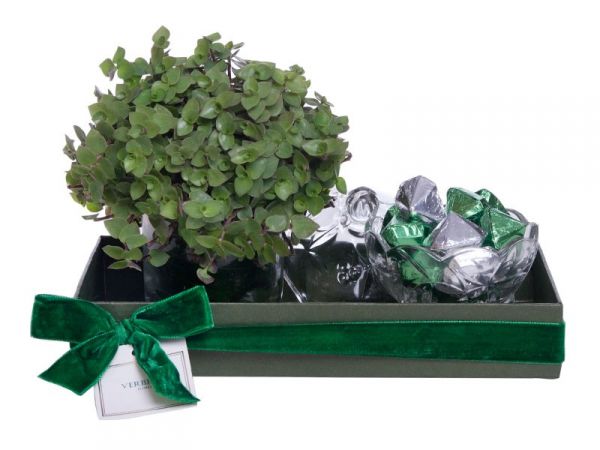 Caixa Verde com Dinheiro em Penca e Chocolate Tchocolath (M)