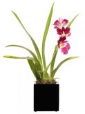 Cachepô de resina com Orquídea Miltonea