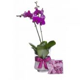 Balde de Gelo com Orquídea Phalenopolis e Chocolate Tchocola