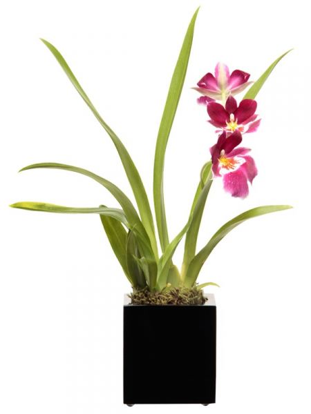 Cachepô de resina com Orquídea Miltonea